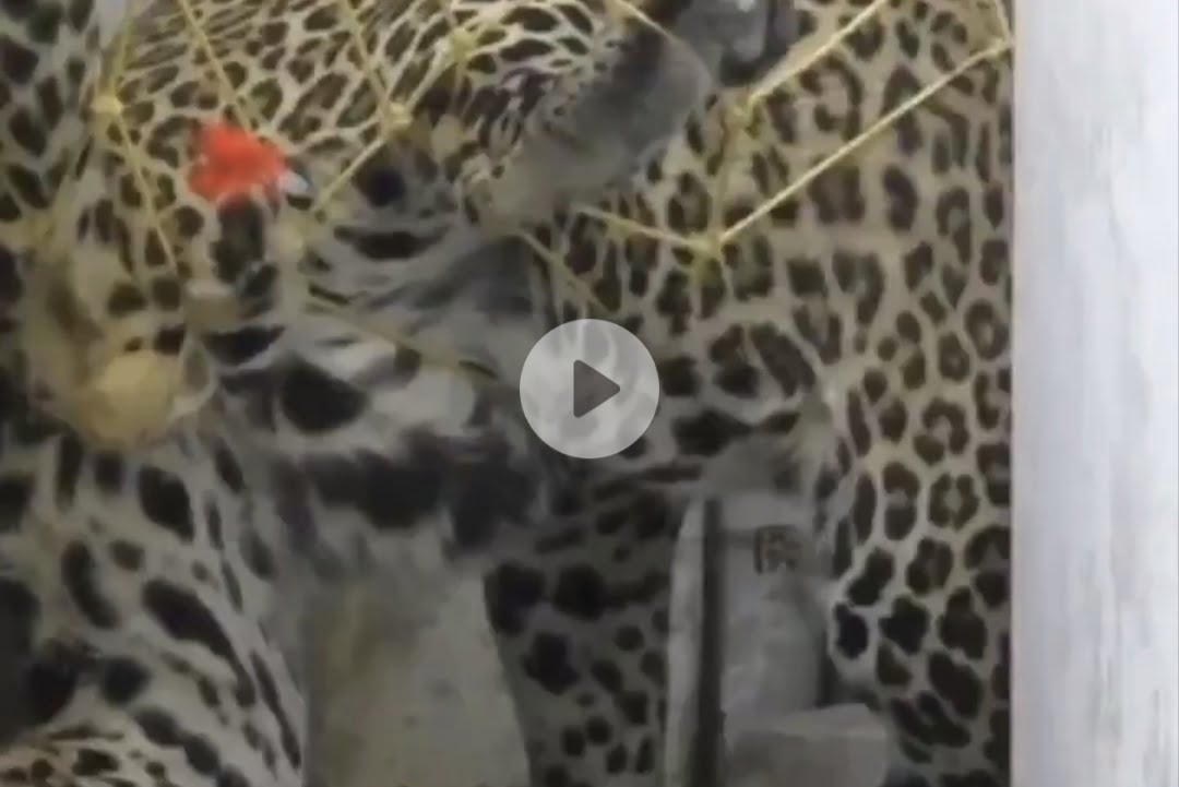 WATCH: Stray leopard causes havoc in Indian city
