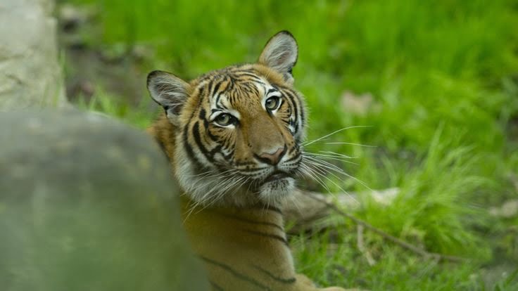 Tiger at Bronx Zoo tests positive for Covid-19