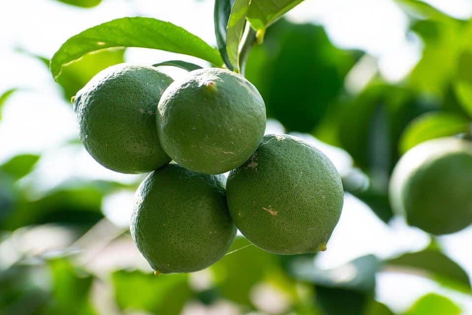 Lemon Farming In Kenya – A Fruitful Long-Term Investment