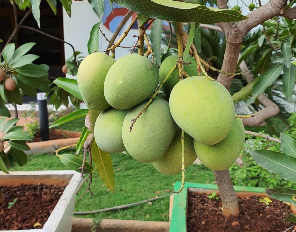 Your Simple Guide to Mango Farming In Kenya for Profit and Growth