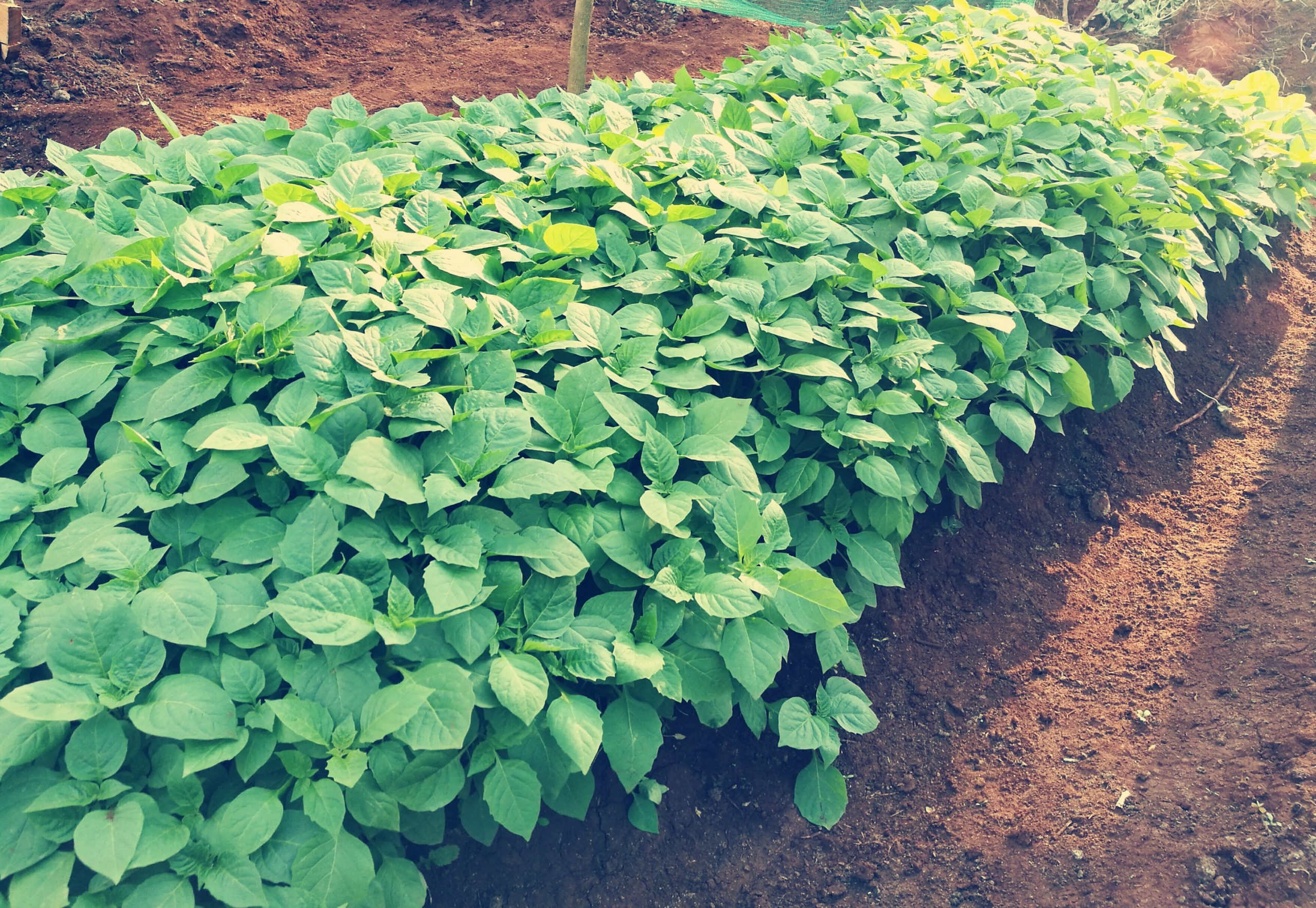 Profitable Managu Farming In Kenya Made Easy for Small Growers