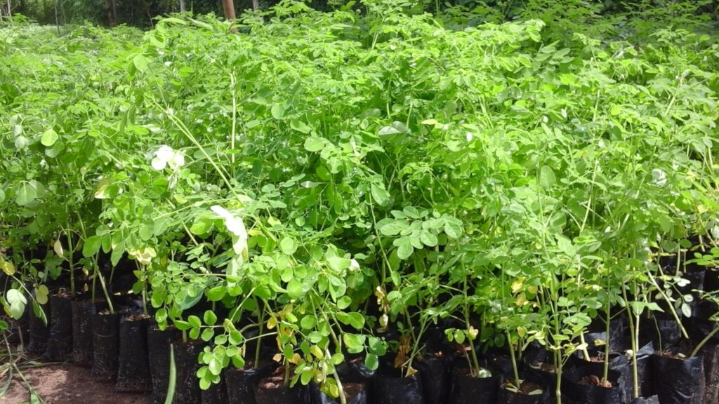 Moringa Farming In Kenya: A Guide To Growing The Miracle Tree