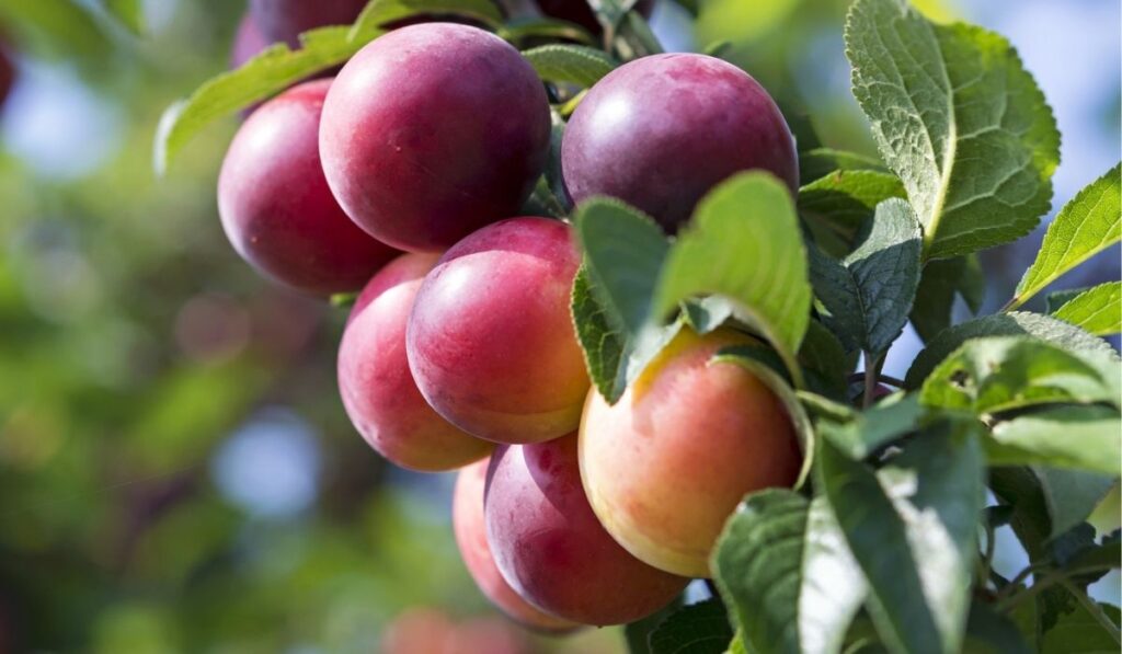 Your Simple Guide to Profitable Plums Farming In Kenya