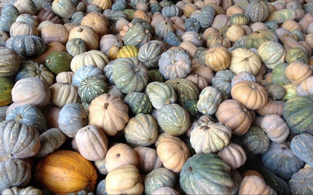 Steps to Successful Pumpkin Farming in Kenya
