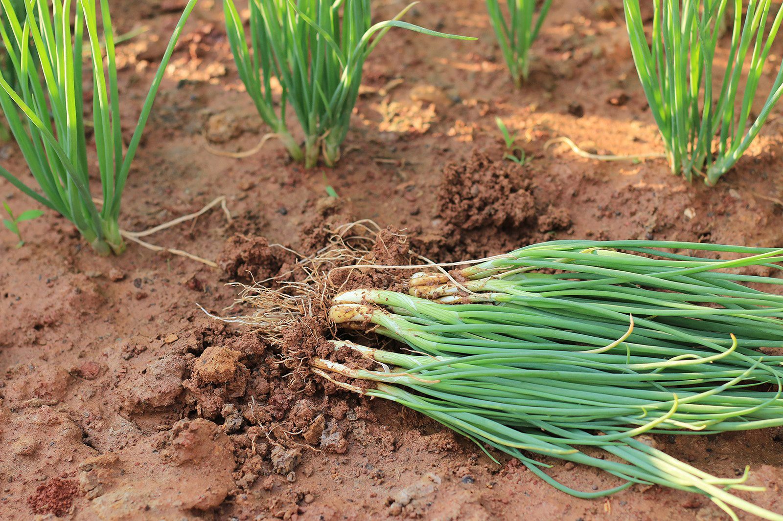 Spring Onion Farming in Kenya: A Quick Way to Profit from Your Farm