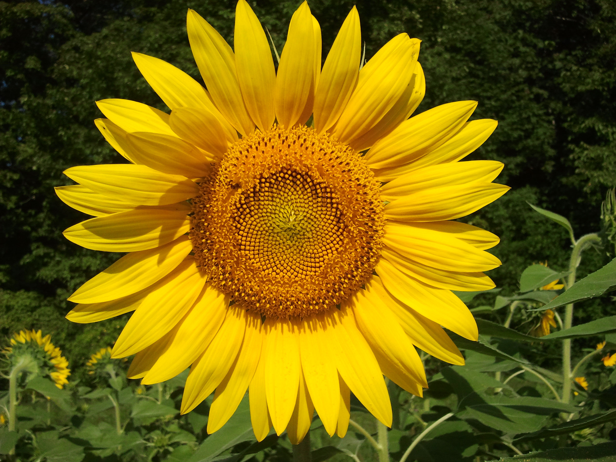 Profitable Sunflower Farming In Kenya Made Simple for Small-Scale Growers