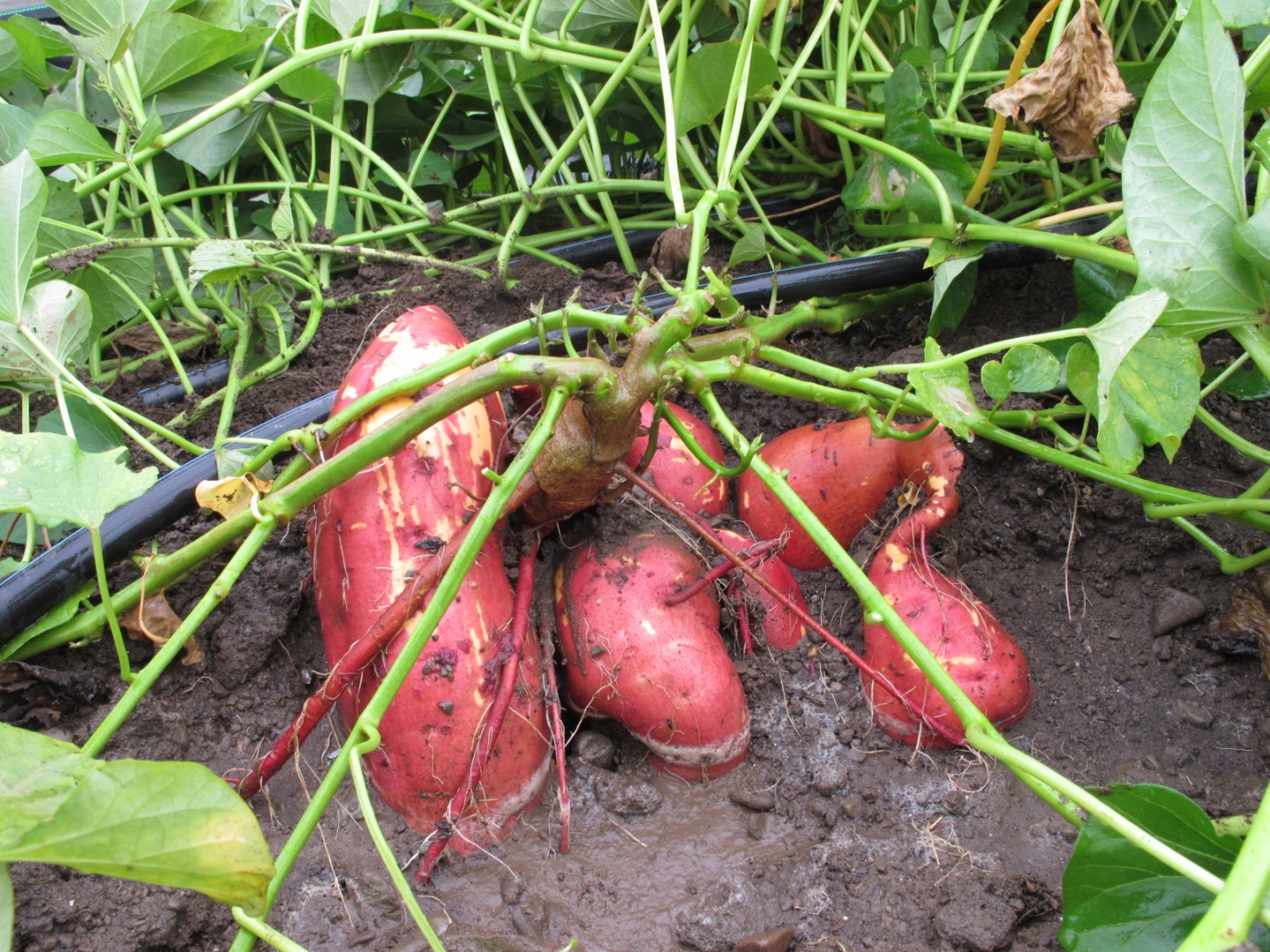 Sweet Potato Farming In Kenya – A Profitable Agribusiness Opportunity