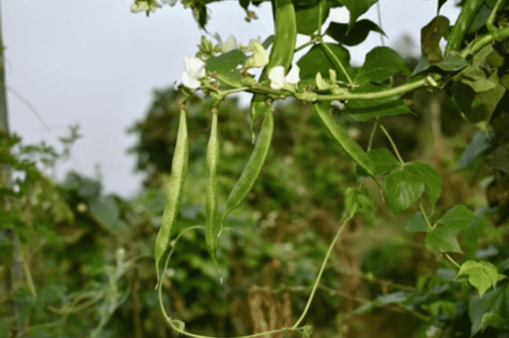 Njahi Farming In Kenya: A Guide to Profitable and Nutritious Crop Production