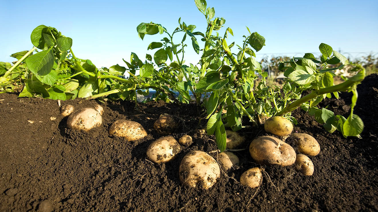 A Complete Guide on Irish Potato Farming In Kenya