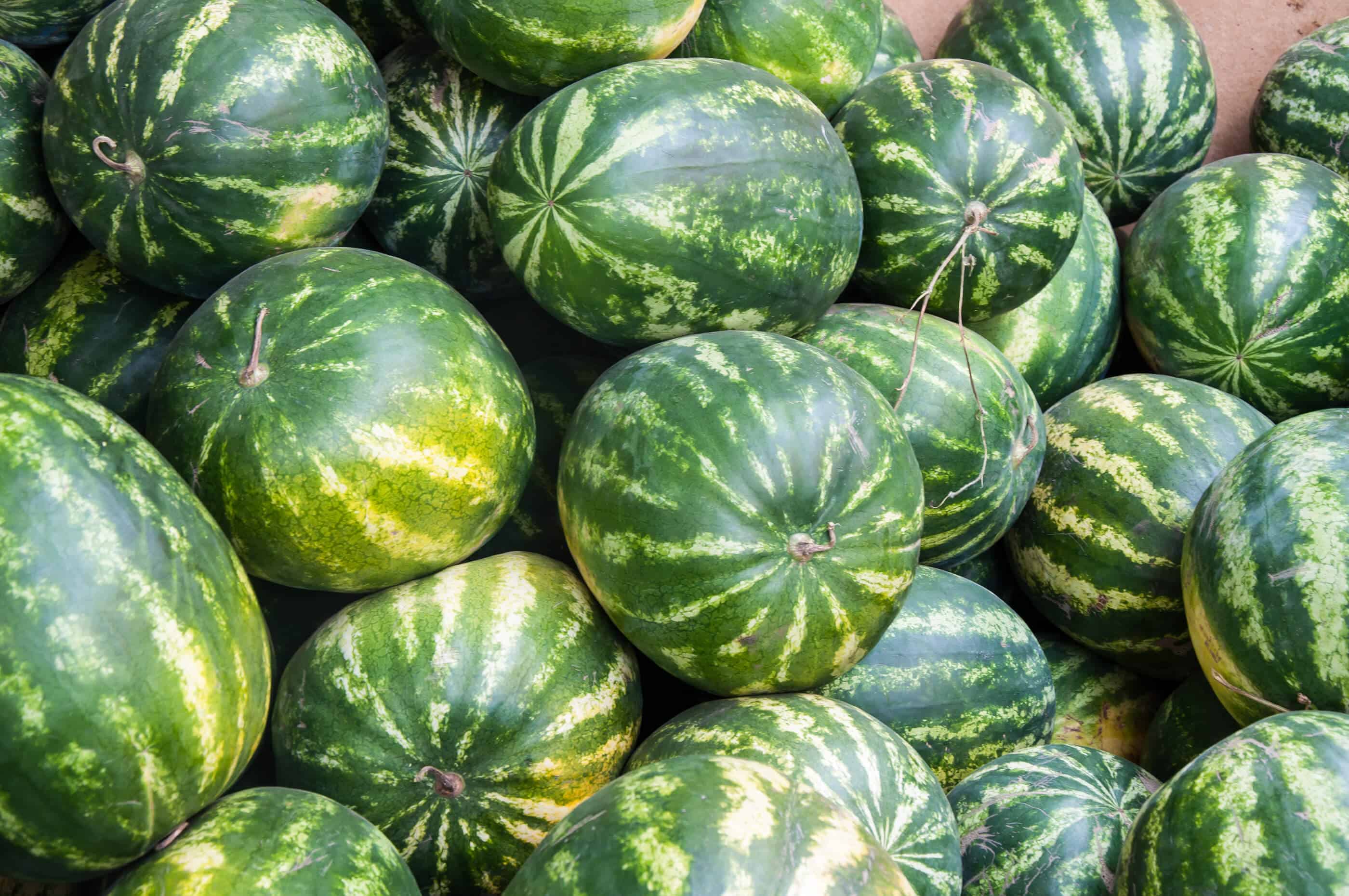 Watermelon Farming in Kenya—A Lucrative Agribusiness Opportunity