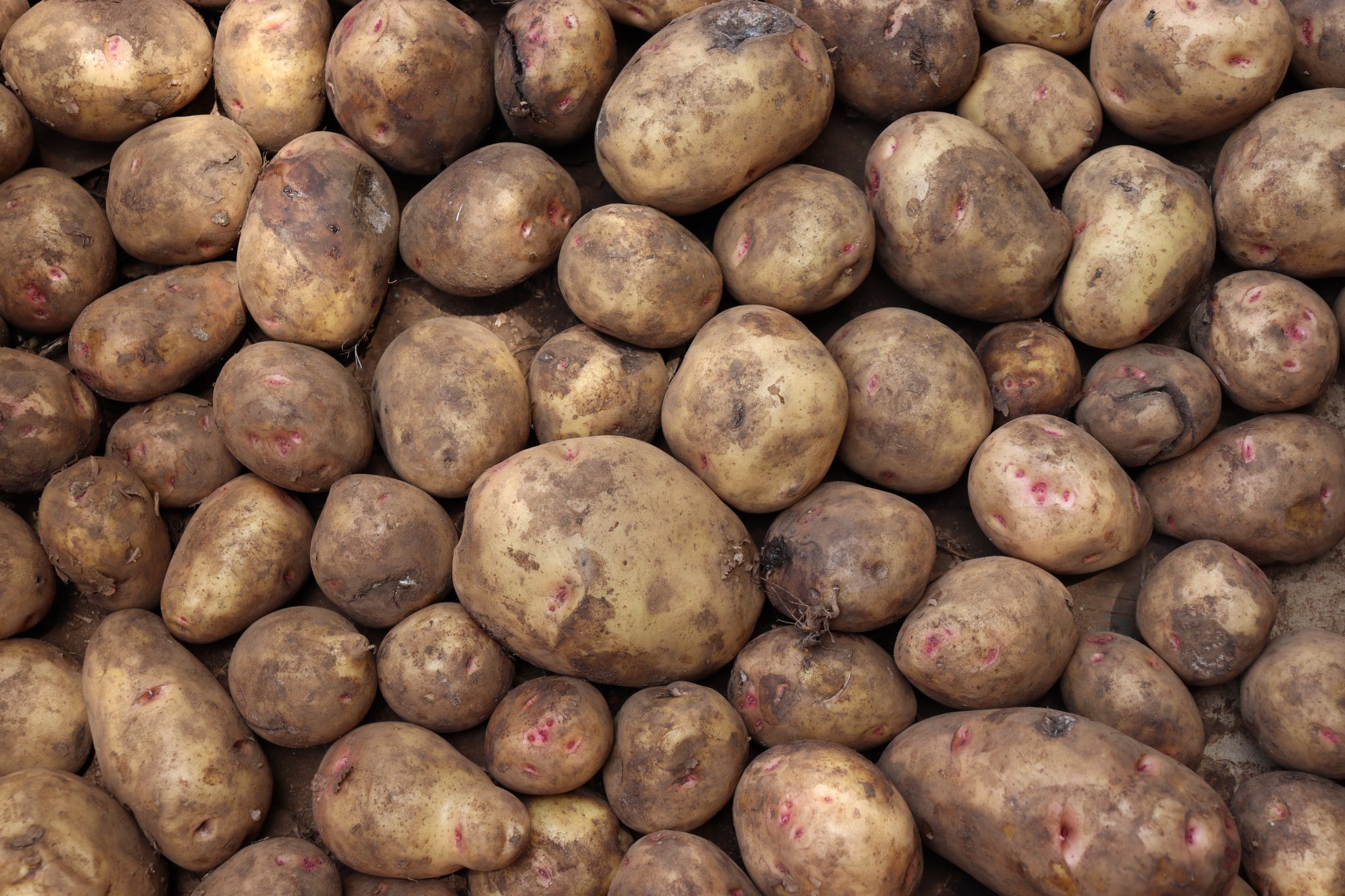 A Complete Guide on Irish Potato Farming In Kenya
