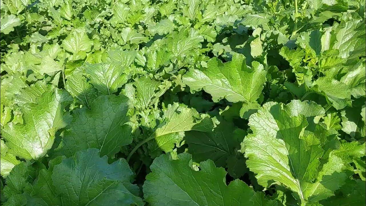 Lettuce Farming In Kenya – A Profitable Venture with Fast Returns