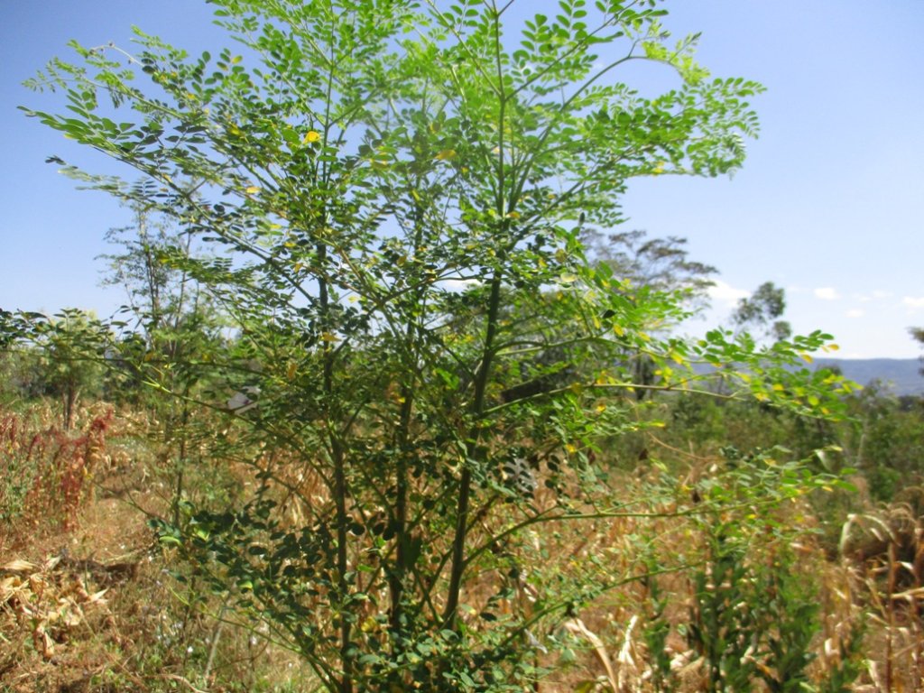 moringa_full_of_leaves_at_farmers_farm_Large