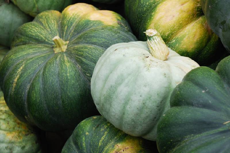 Steps to Successful Pumpkin Farming in Kenya