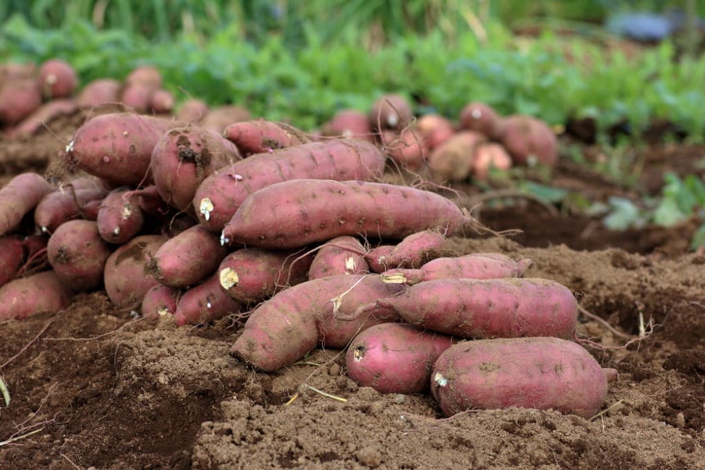 Sweet Potato Farming In Kenya – A Profitable Agribusiness Opportunity