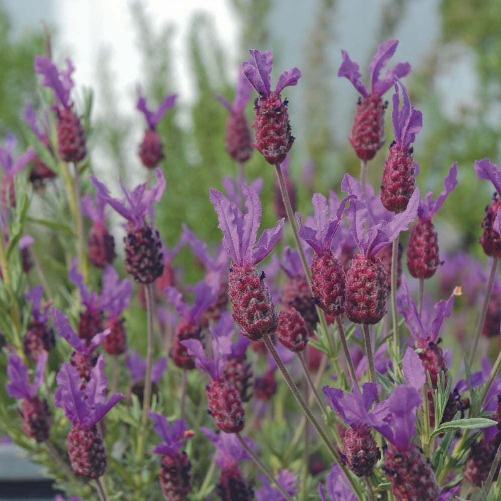 Lavender Farming In Kenya – A Profitable Venture for Small Growers