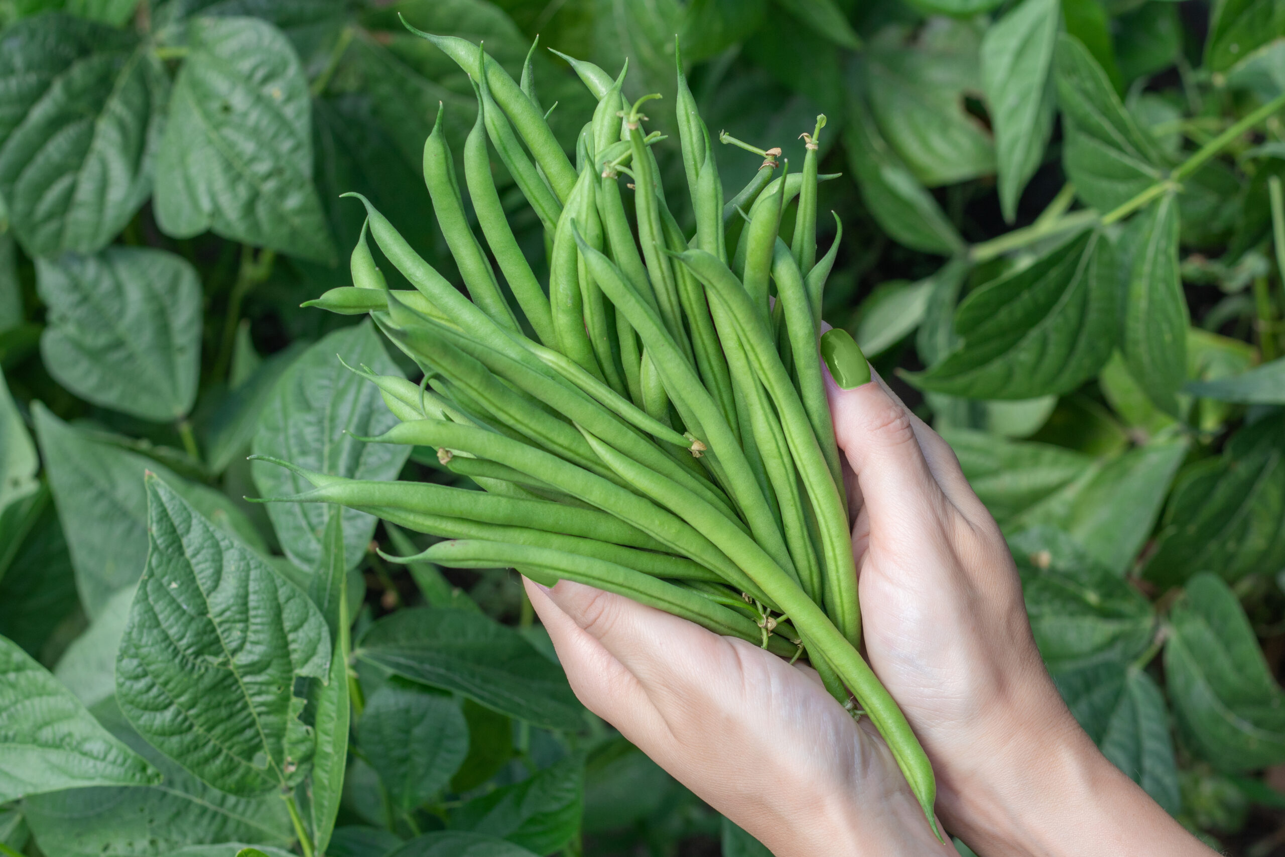 Step-by-Step Guide to French Beans Farming In Kenya