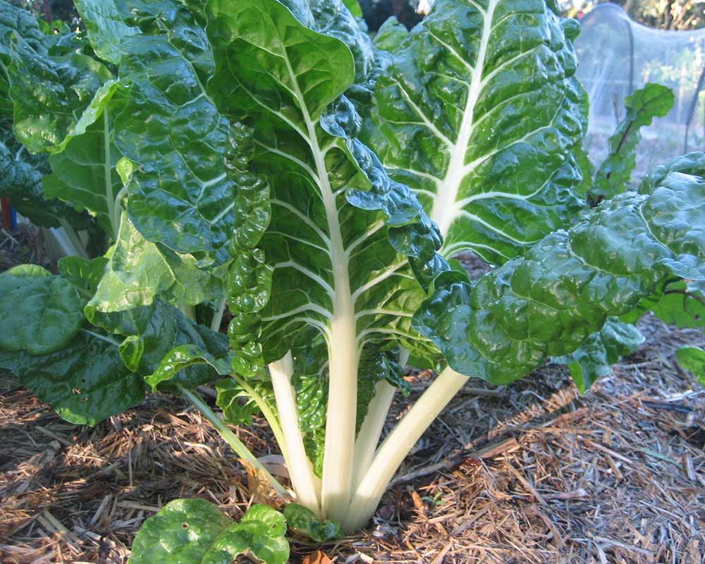 Profitable Spinach Farming In Kenya Made Simple