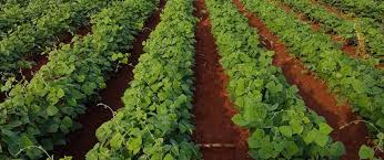 Njahi Farming In Kenya – A Profitable Legume for Small-Scale Farmers