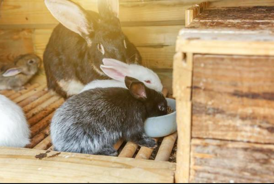 Profitable Guide to Rabbit Farming In Kenya for Beginners and Small Farmers