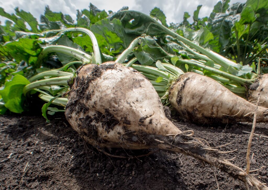 Sugar Beet Farming in Kenya—A Hidden Goldmine for Agripreneurs