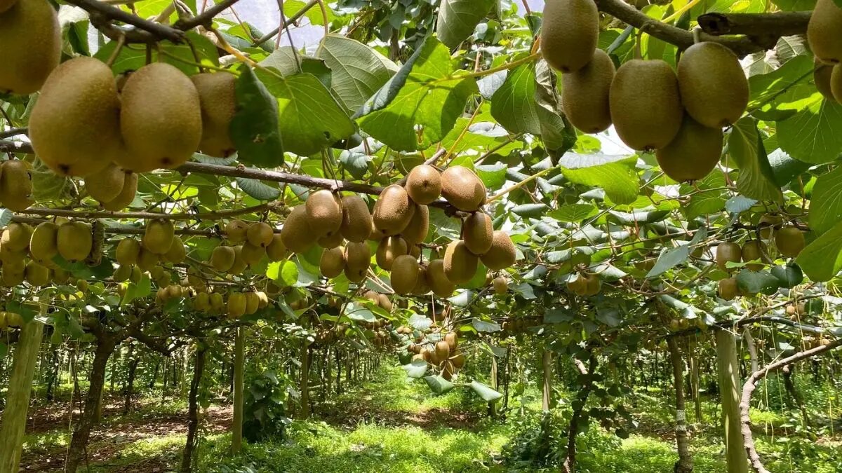 Complete Guide To Kiwi Farming In Kenya For Small Scale Growers