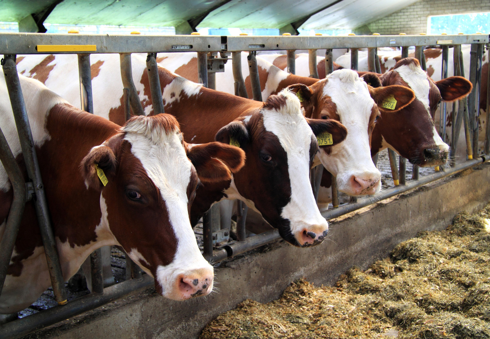 Beef farming in Kenya