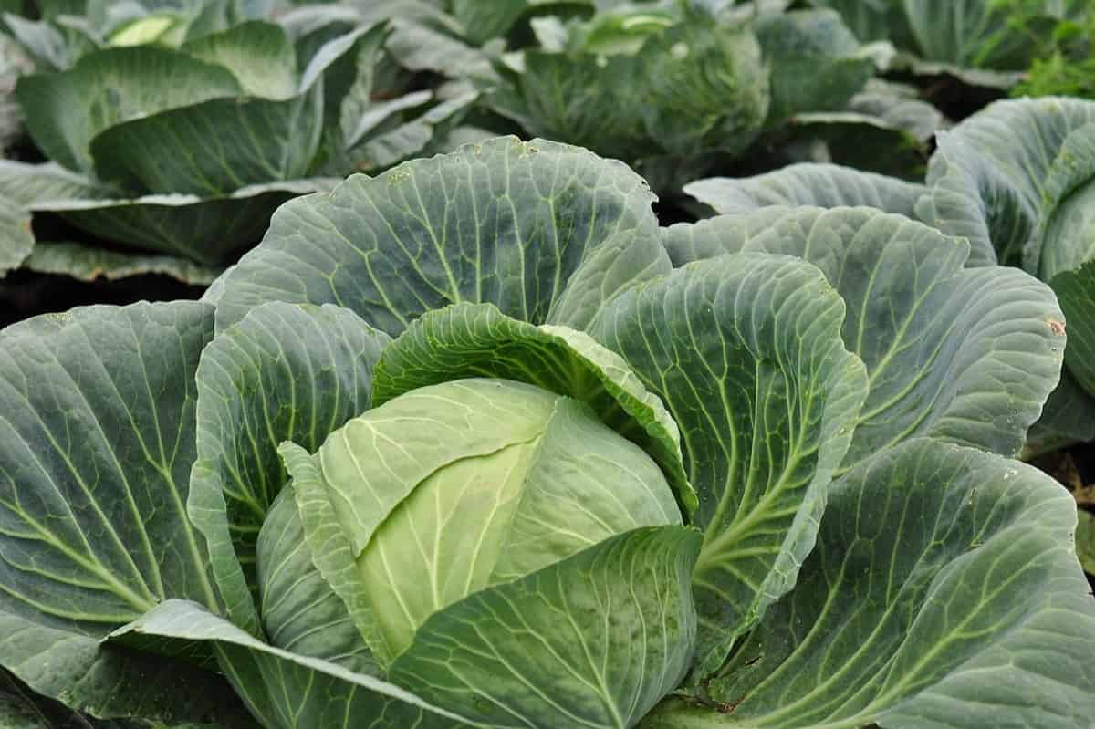 Simple Steps to Cabbage Farming In Kenya for High Yields