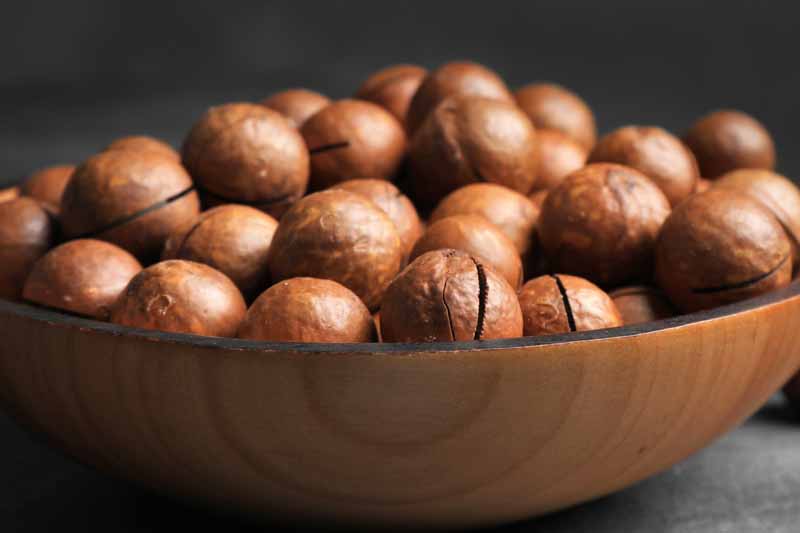 Macadamia Farming In Kenya Made Simple and Profitable