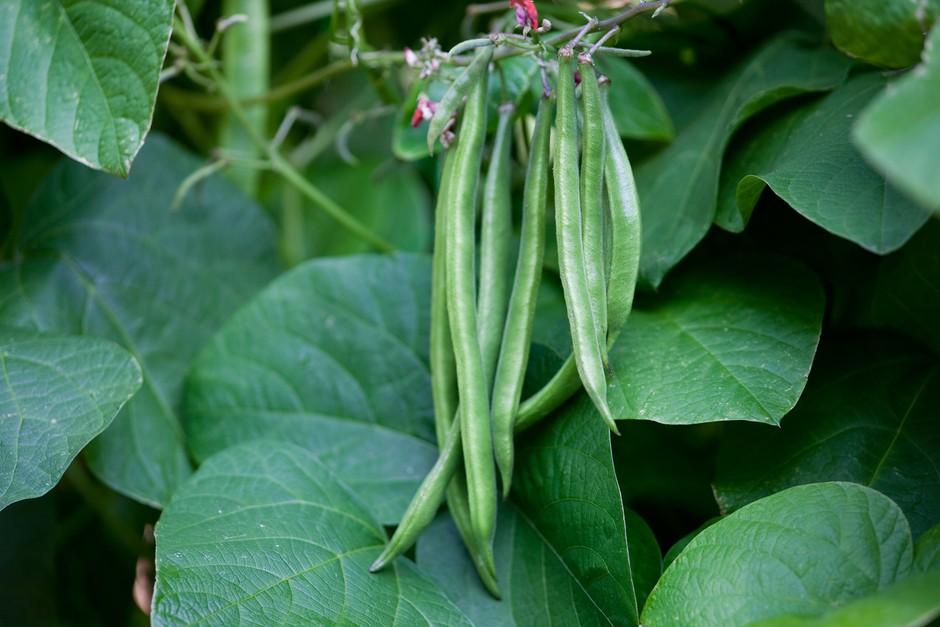 Step-by-Step Guide to French Beans Farming In Kenya