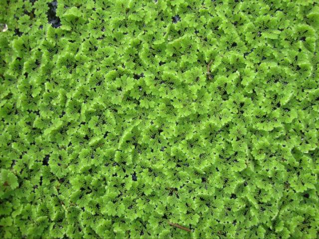 Azolla Farming In Kenya – A Profitable Livestock Feed Solution
