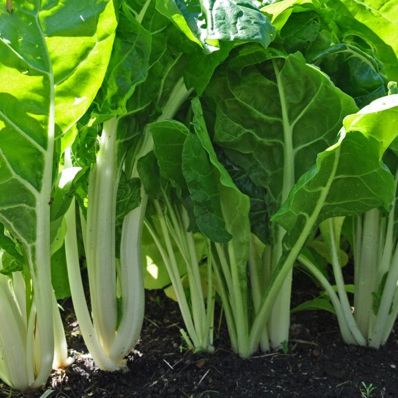 Profitable Spinach Farming In Kenya Made Simple