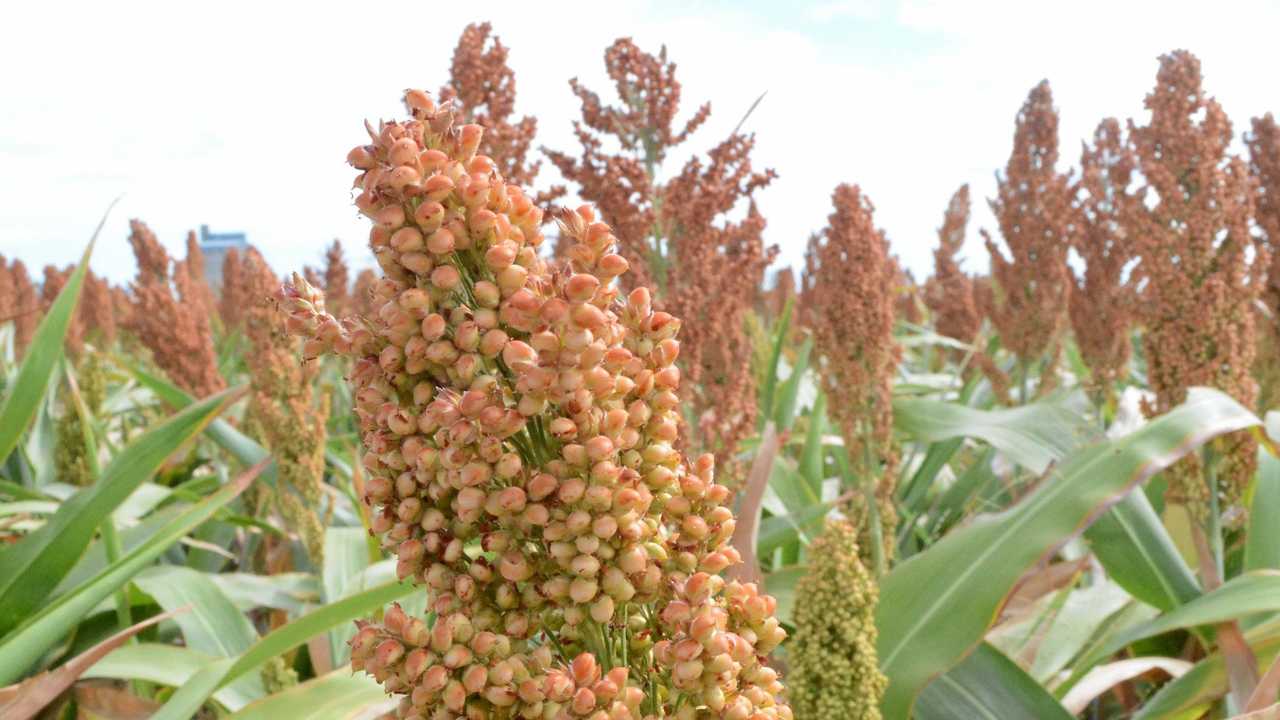 A Complete Guide to Sorghum Farming In Kenya