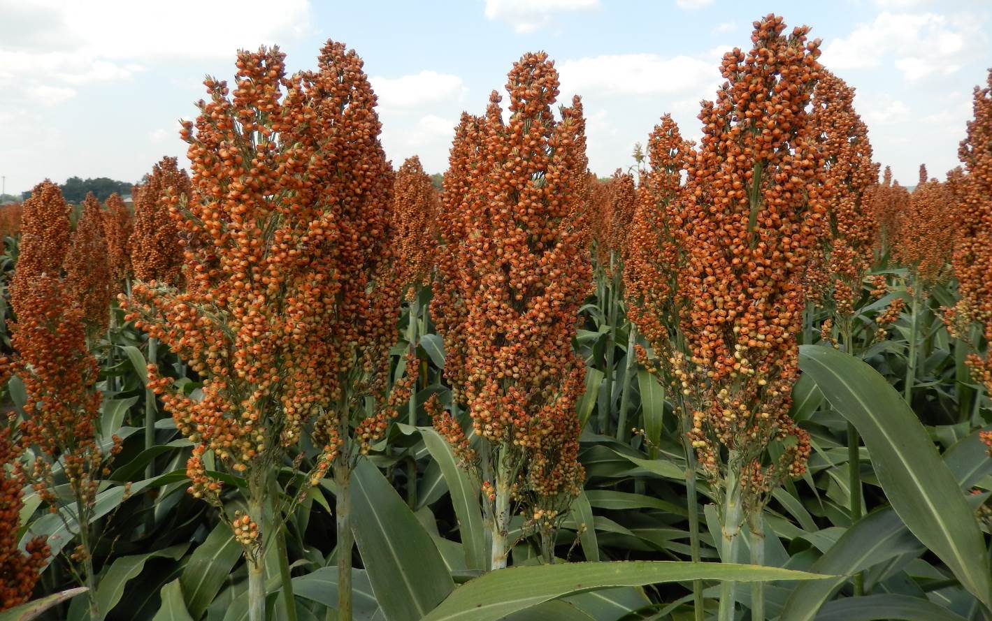 A Complete Guide to Sorghum Farming In Kenya