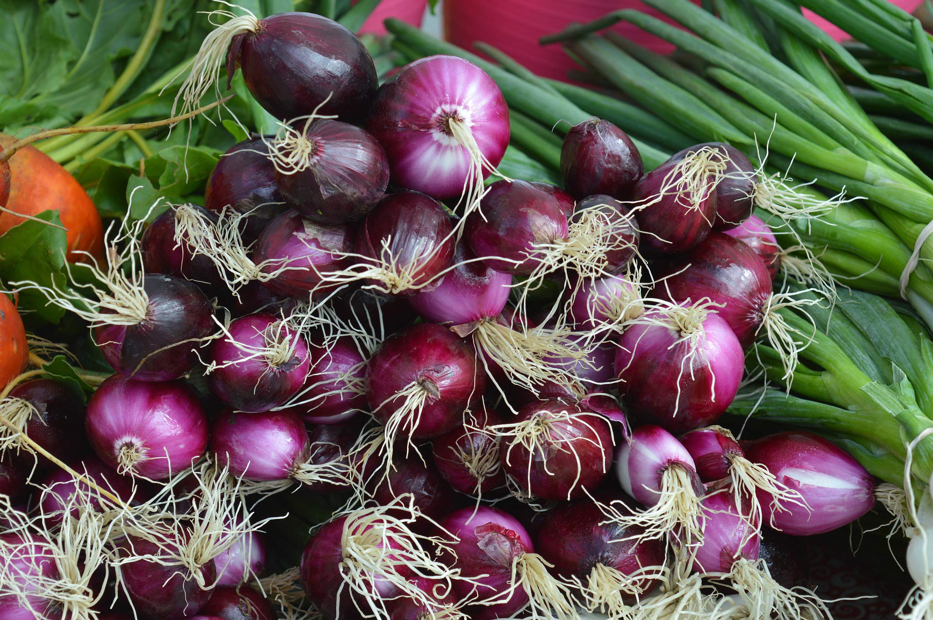 Steps to Onion Farming In Kenya for High Yields and Profit