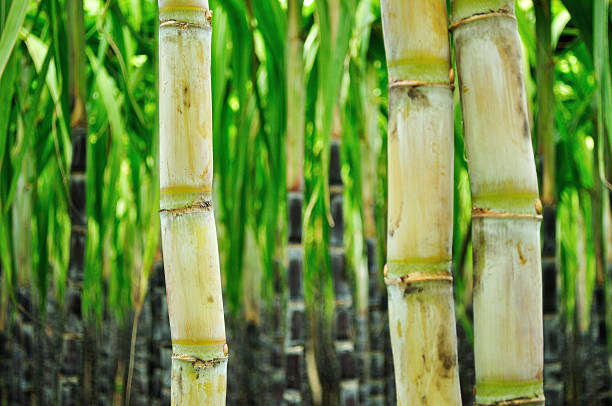 sugarcane crops growing at field