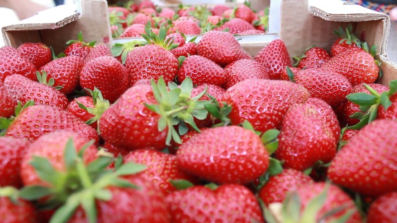 Strawberry Farming In Kenya Made Simple and Profitable