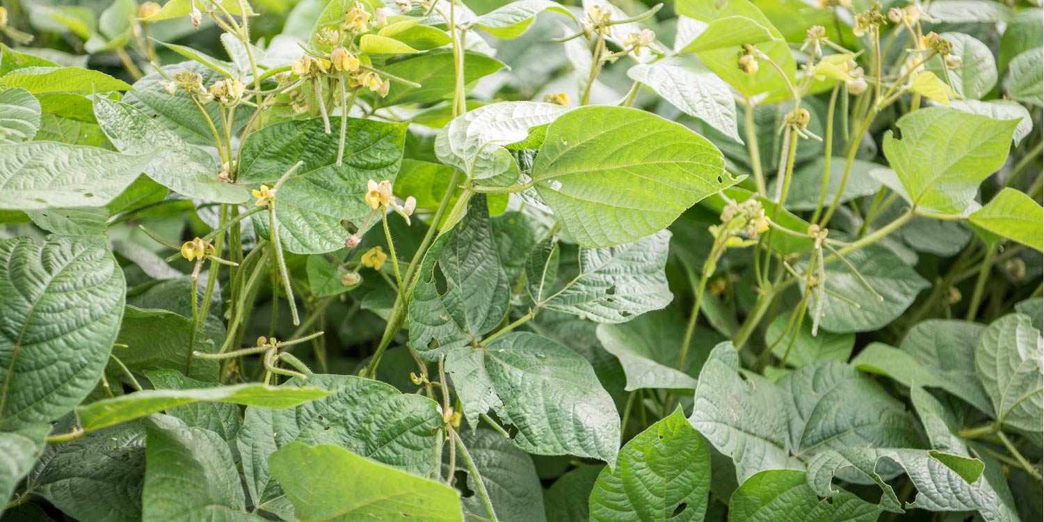 Ndengu Farming In Kenya – A Simple Guide for Big Yields