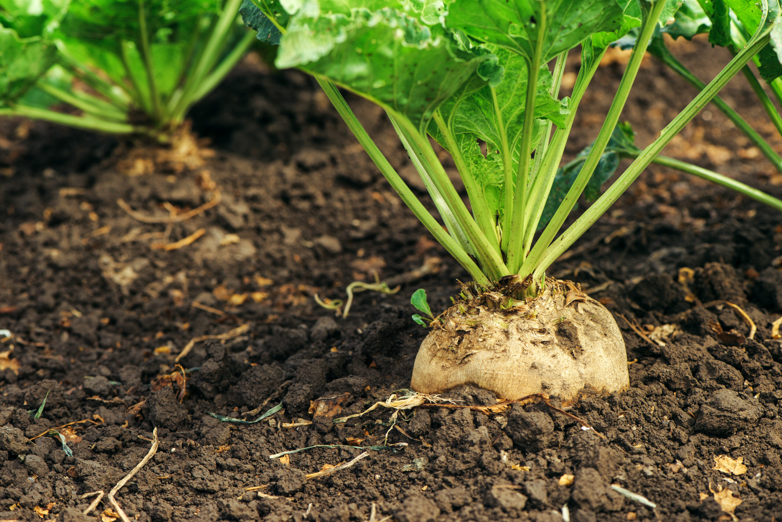 Sugar Beet Farming In Kenya - A Hidden Goldmine for Agripreneurs