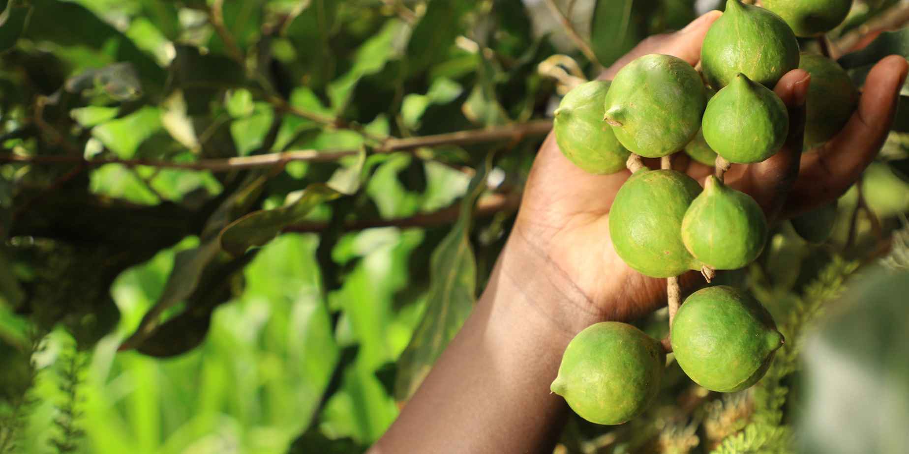 Macadamia Farming In Kenya Made Simple and Profitable