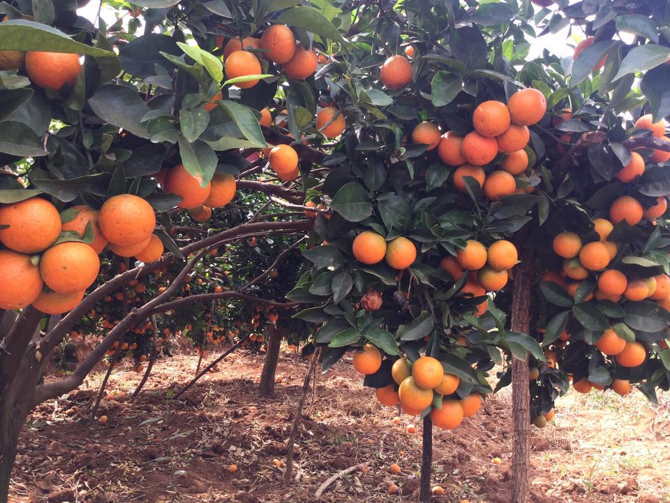 Profitable Guide to Pixie Orange Farming In Kenya