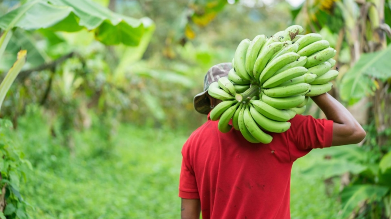 List Of Banana Exporters In Kenya
