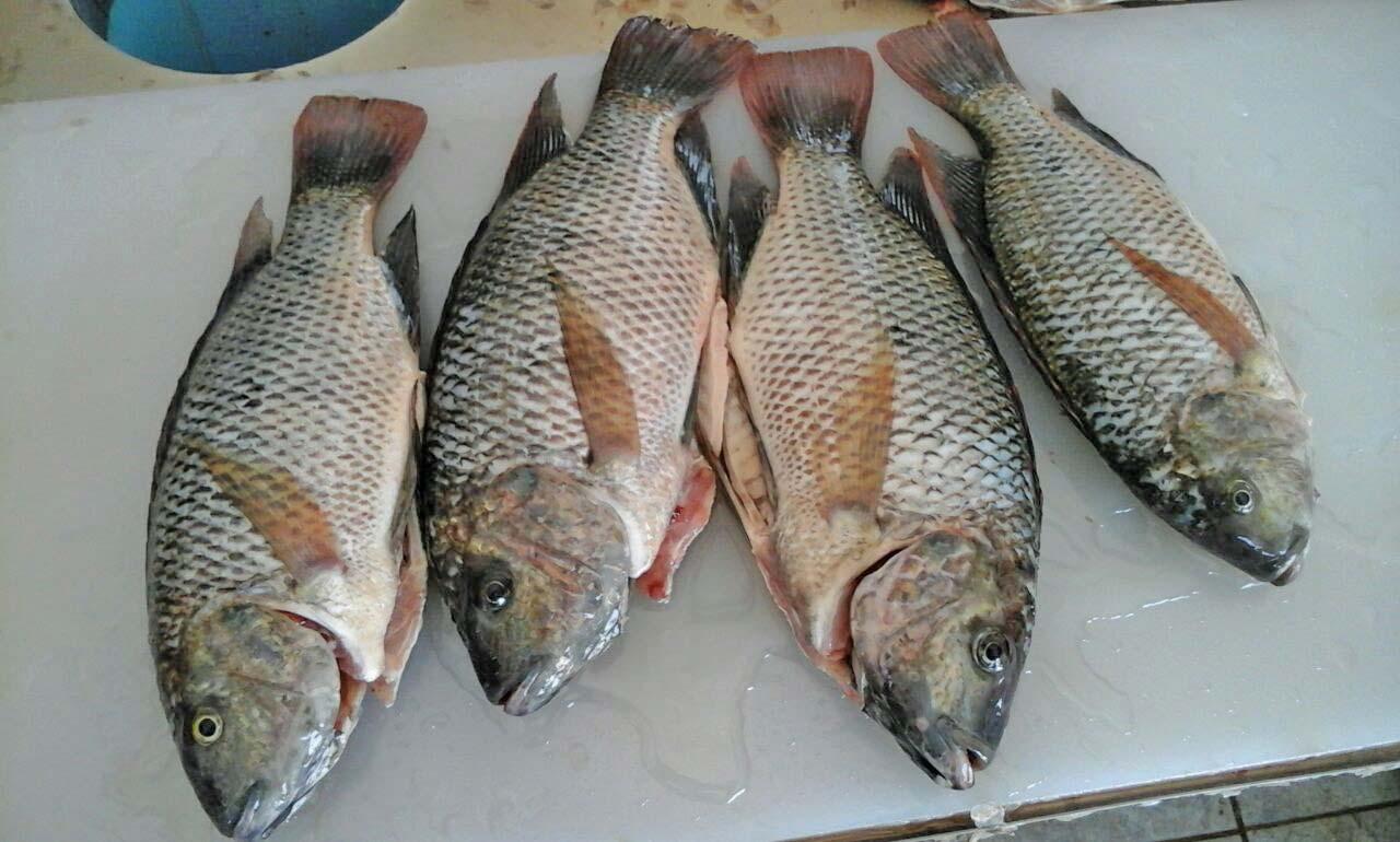 Top Fish Exporters In Kenya You Should Know