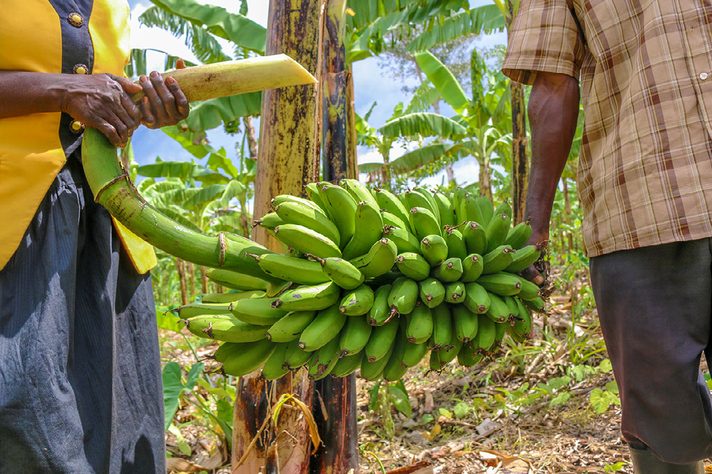 List Of Banana Exporters In Kenya