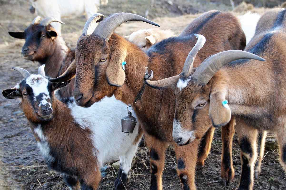 Goat Farming In Kenya: A Profitable Agribusiness Venture You Should Consider