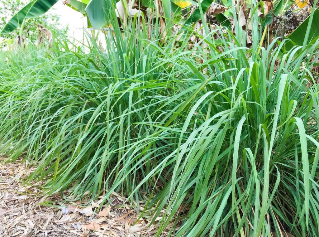 Profitable Guide to Lemongrass Farming In Kenya for Local and Export Markets