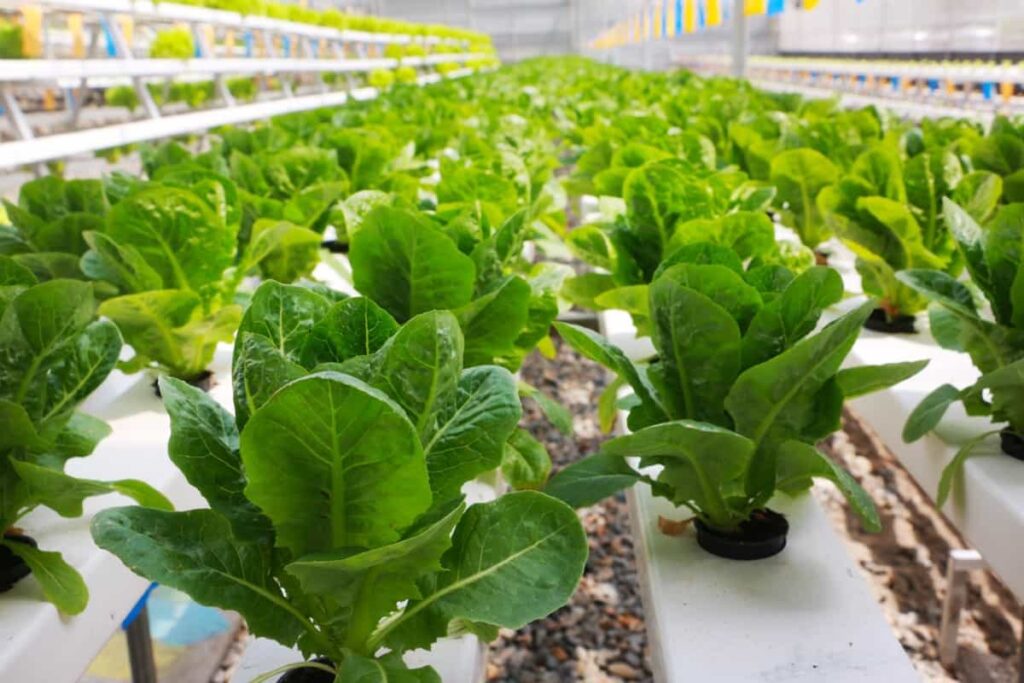List Of Hydroponic Farming Companies In Kenya