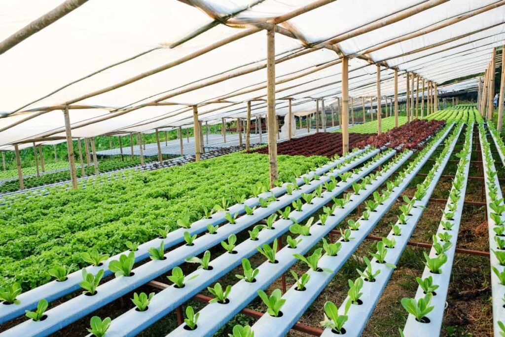 Understanding Hydroponic Farming In Kenya