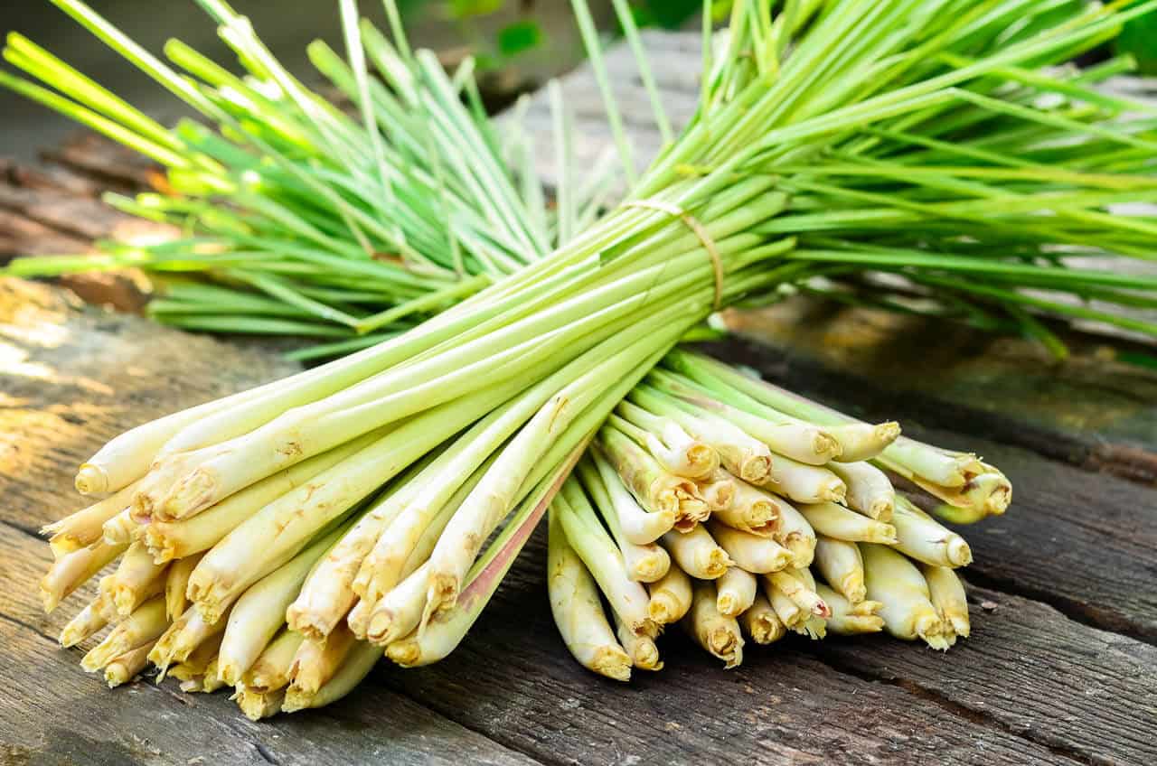 Profitable Guide to Lemongrass Farming In Kenya for Local and Export Markets