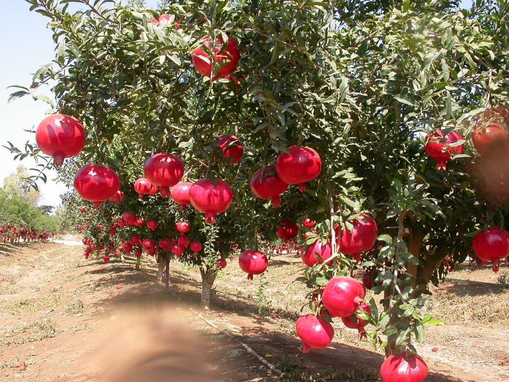 Guide to Pomegranate Farming In Kenya